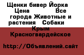 Щенки бивер Йорка  › Цена ­ 30 000 - Все города Животные и растения » Собаки   . Крым,Красногвардейское